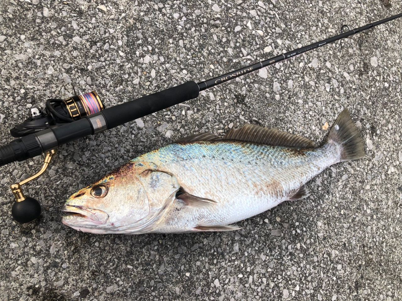 DAIWA 23BG SW 6000D-Hの最安値・インプレ・釣果 | 本音の口コミが