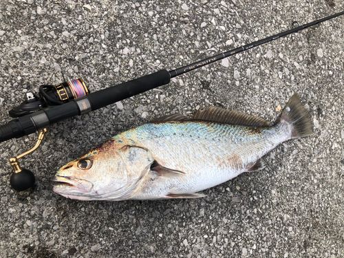 オオニベの釣果