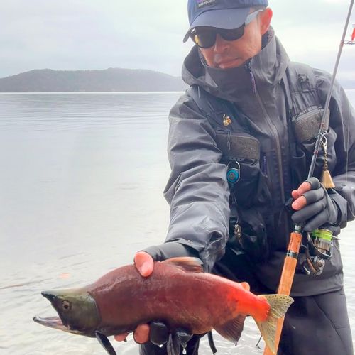 ヒメマスの釣果