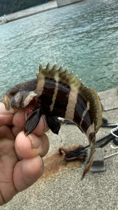 アオハタの釣果