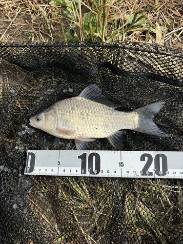 ヘラブナの釣果