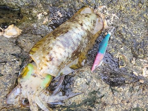 アオリイカの釣果