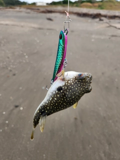 クサフグの釣果