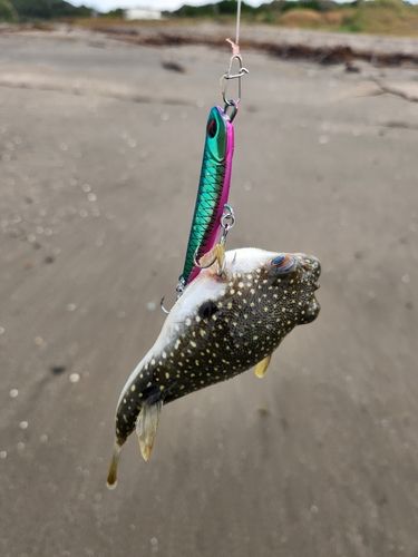 クサフグの釣果