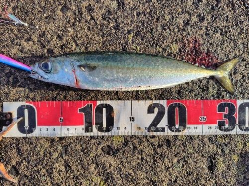 サバの釣果