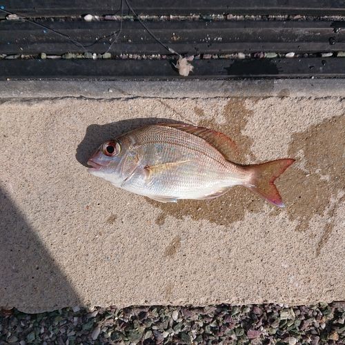 チャリコの釣果