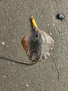 アカエイの釣果