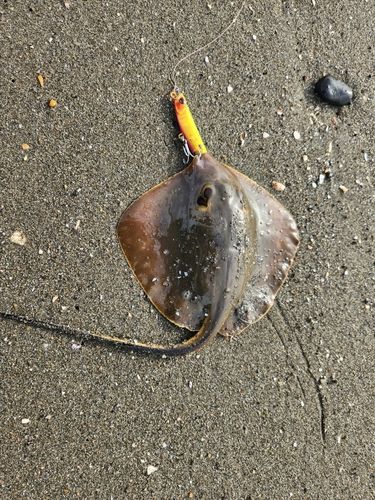 アカエイの釣果
