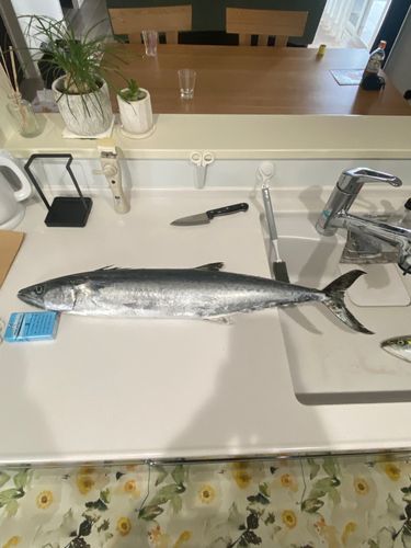 サワラの釣果