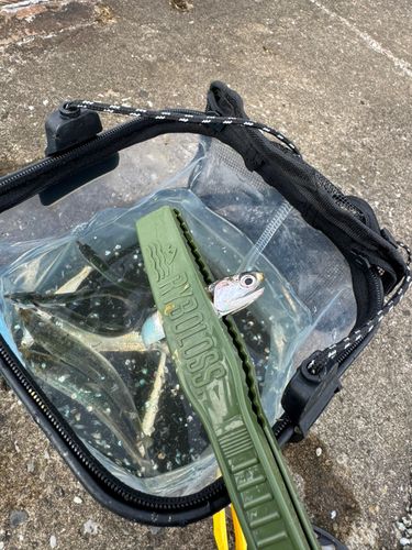 カタクチイワシの釣果