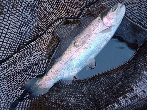 ニジマスの釣果