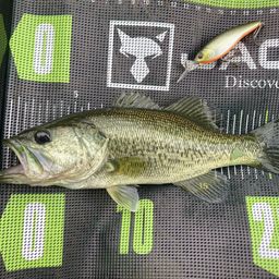 ラージマウスバス