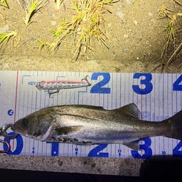 フッコ（マルスズキ）