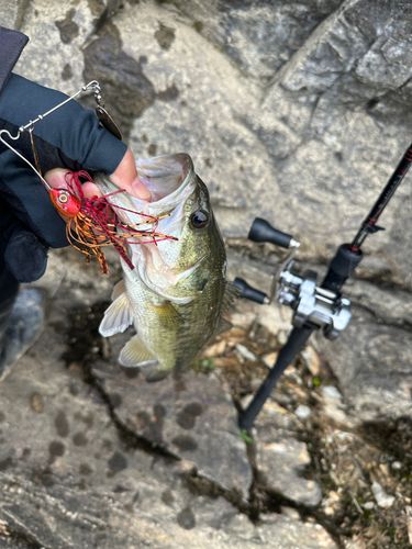 ブラックバスの釣果