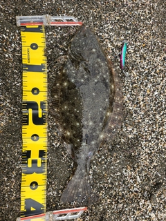 ヒラメの釣果