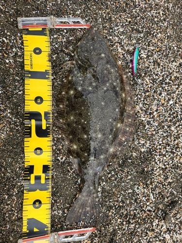 ヒラメの釣果