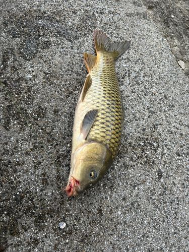 コイの釣果