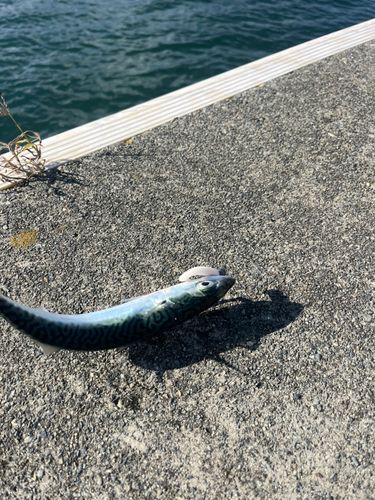 サバの釣果