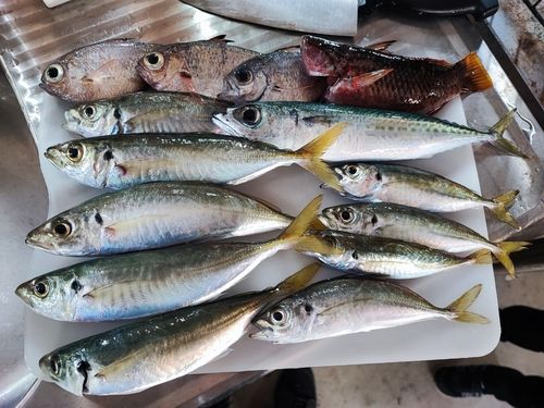 アジの釣果