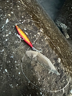 シタビラメの釣果