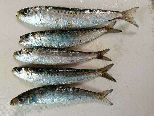 マイワシの釣果