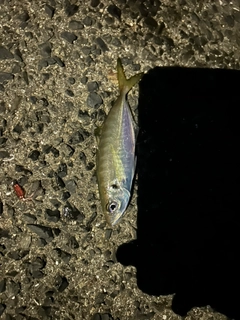 マアジの釣果