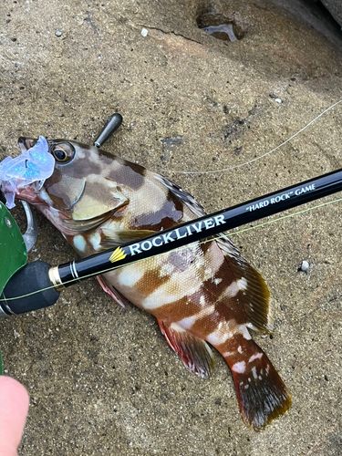 アカハタの釣果