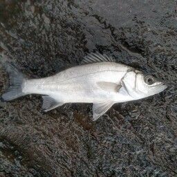 セイゴ（ヒラスズキ）