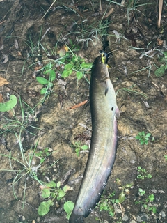 ナマズの釣果