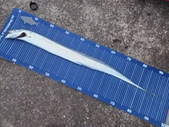 タチウオの釣果