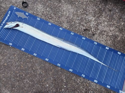 タチウオの釣果