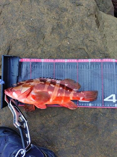 アカハタの釣果