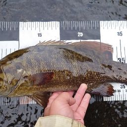 スモールマウスバス