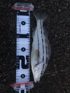 シマイサキの釣果