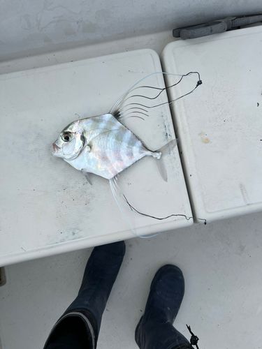 イトヒキアジの釣果