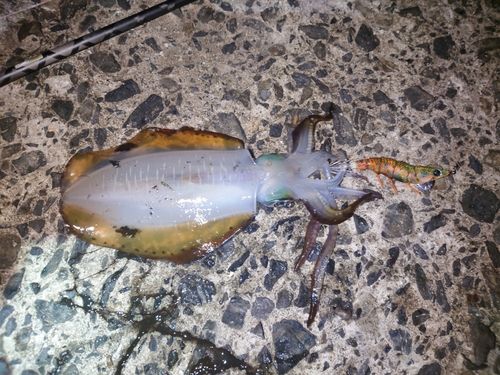 アオリイカの釣果