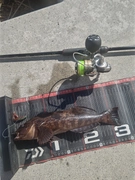 アイナメの釣果