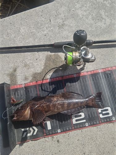 アイナメの釣果