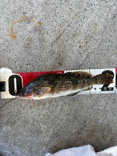 アイナメの釣果