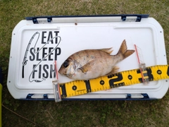 メイチダイの釣果