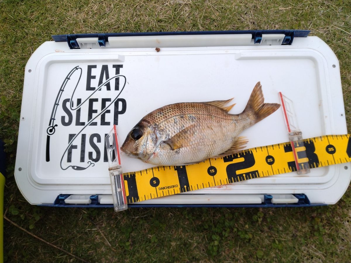 ブン太君さんの釣果 1枚目の画像