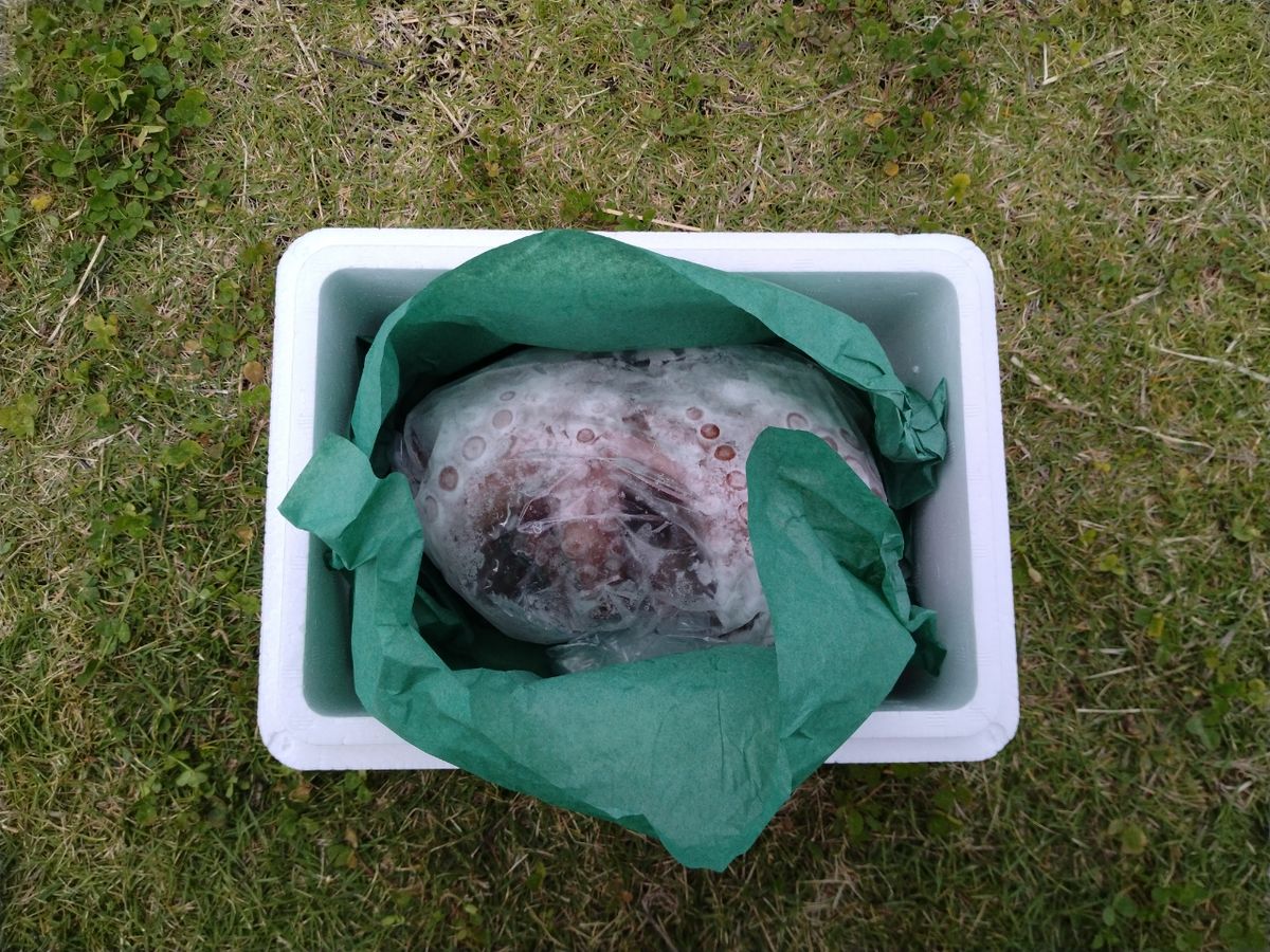 ブン太君さんの釣果 2枚目の画像