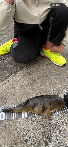 フグの釣果