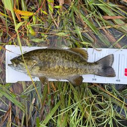 スモールマウスバス