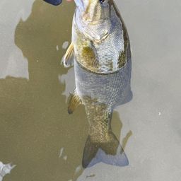 スモールマウスバス