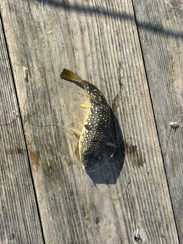 フグの釣果