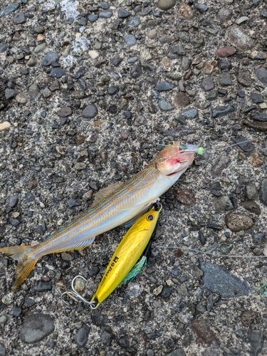 オキエソの釣果