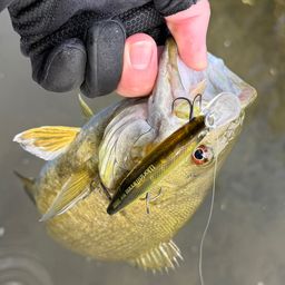 スモールマウスバス