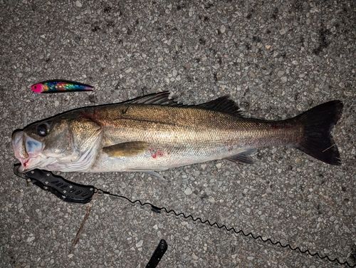 シーバスの釣果