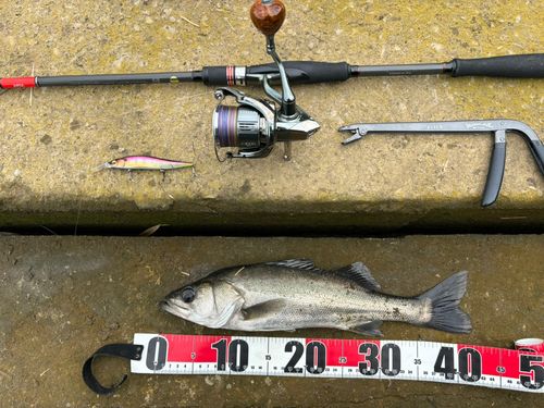 シーバスの釣果